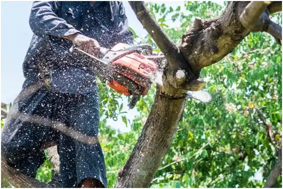 tree services Haileyville